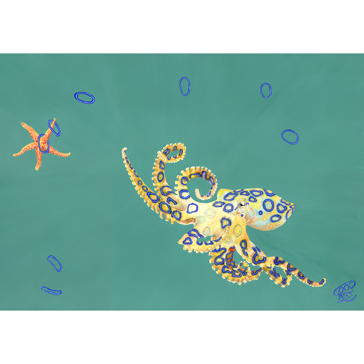 A painting of a blue ringed octopus playing quoits with a starfish. The blue ringed octopus found off the coast of Western Australia. Painted with a predominately teal background. Art print for boys teens bedroom. An artwork for marine life enthusiast.